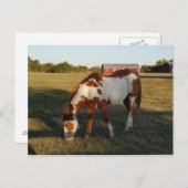 クォーターホース4 ポストカード (正面/裏面)