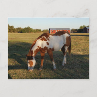 クォーターホース4 ポストカード