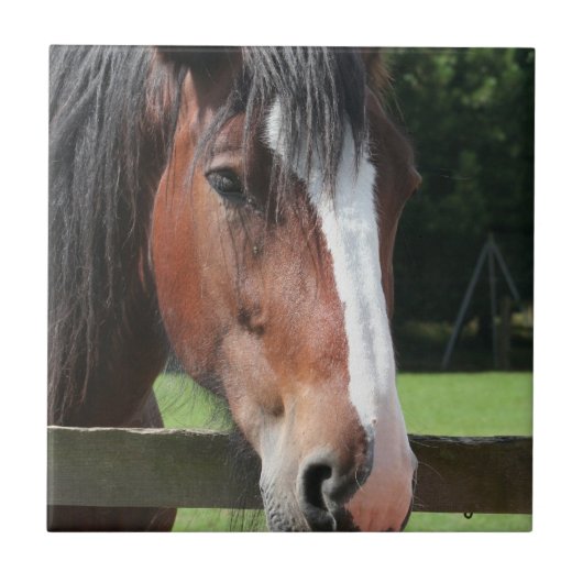 クォーター馬のタイルまたはTrivetの写真 タイル (正面)