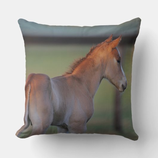 クォーター馬の子馬 クッション (正面)