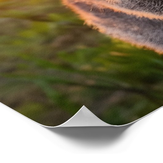 クオッカズサンセットスマイル ポスター (角)