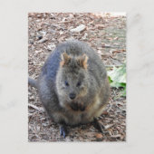 クオッカ ポストカード (正面)