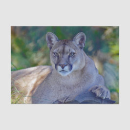 クガー2ティッシュペーパー 薄葉紙