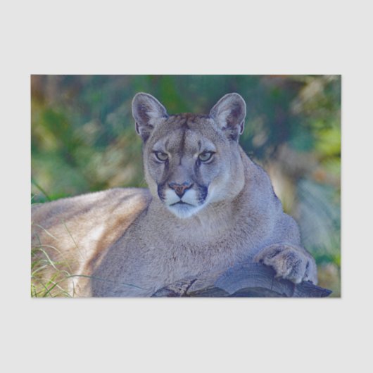 クガー2ティッシュペーパー 薄葉紙 (正面)