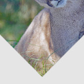 クガー2ティッシュペーパー 薄葉紙 (詳細)