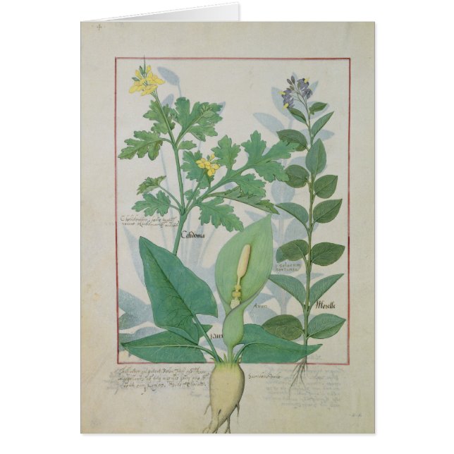 クサノオウかケシ (正面)