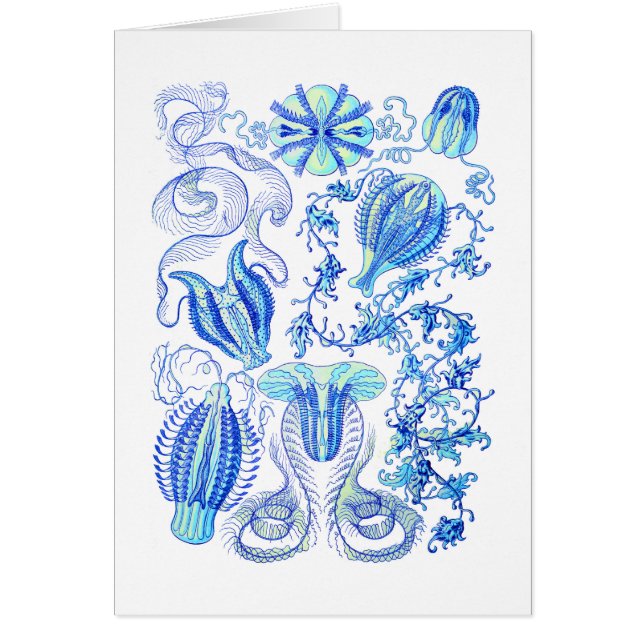 クシクラゲ (正面)