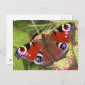 クジャクかわいらしチョウ ポストカード (正面/裏面)