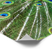 クジャクが羽を見せている ポスター (角)