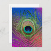 クジャクの尾羽 ポストカード (正面/裏面)