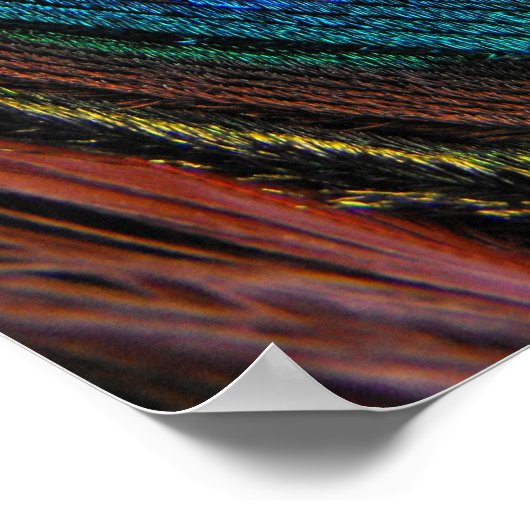 クジャクの羽の目をクローズアップ ポスター (角)