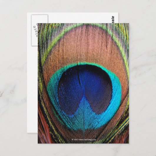 クジャクの羽の目をクローズアップ ポストカード (正面/裏面)