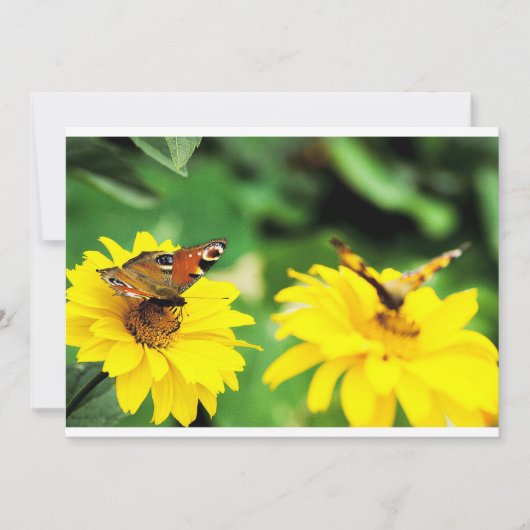 クジャクチョウ - ご招待 招待状 (正面)