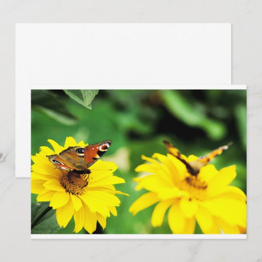 クジャクチョウ - ご招待 招待状 (正面/裏面)