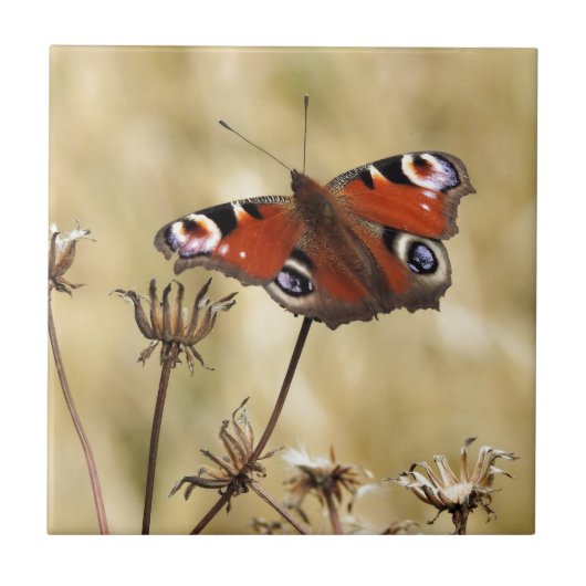 クジャクチョウ タイル (正面)