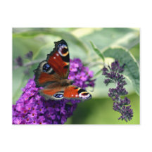 クジャクチョウ（Inachis io）