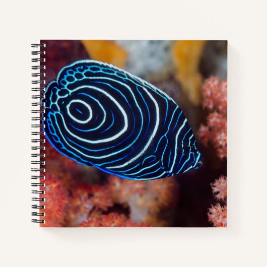 クジャクヤッコのクローズアップ ノートブック (正面)