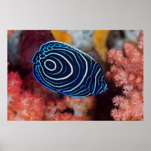 クジャクヤッコのクローズアップ ポスター