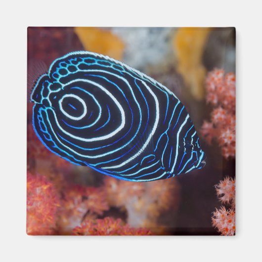 クジャクヤッコのクローズアップ マグネット (正面)