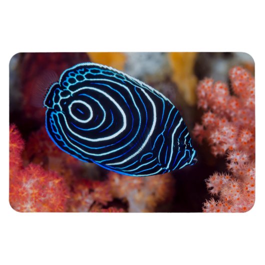 クジャクヤッコのクローズアップ マグネット (横)