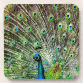 クジャク素晴らしと羽毛の写真アクセサリー コースター (正面)