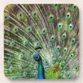 クジャク素晴らしと羽毛の写真アクセサリー コースター