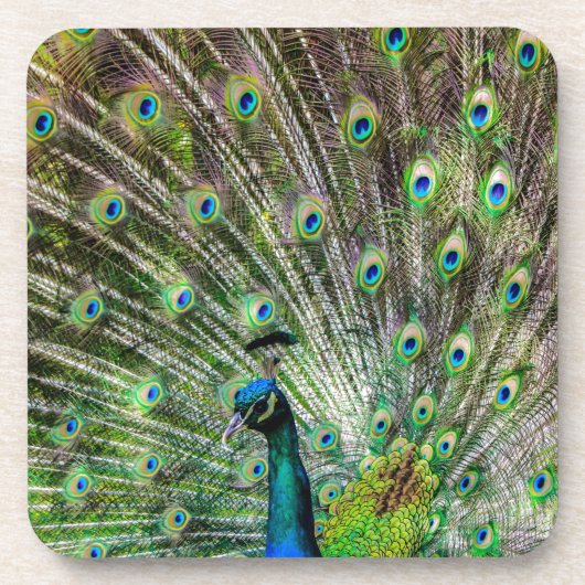 クジャク素晴らしと羽毛の写真アクセサリー コースター (正面)