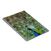 クジャク素晴らしと羽毛の写真アクセサリー ノートブック (右側)