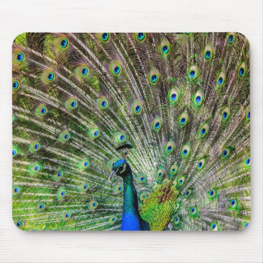 クジャク素晴らしと羽毛の写真アクセサリー マウスパッド (正面)
