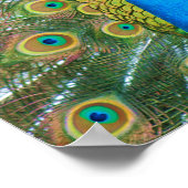 クジャク青い頭と尾カラフル羽 ポスター (角)