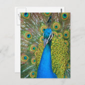 クジャク青い頭と尾カラフル羽 ポストカード (正面/裏面)