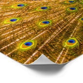 クジャク、シルバー滝、カウアイ、ハワイ・バーティカル ポスター (角)