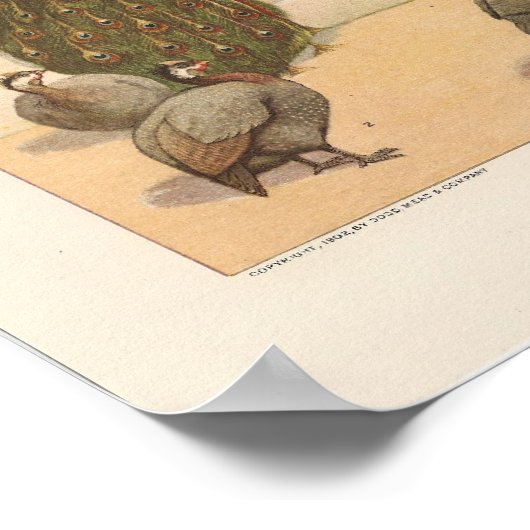 クジャク、トルコ、アンギニア鳥 ポスター (角)