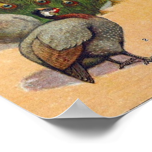 クジャク、トルコ、ギニー ポスター (角)