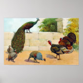 クジャク、トルコ、ギニー ポスター (正面)