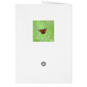 クジャク・バタフライ (裏面)