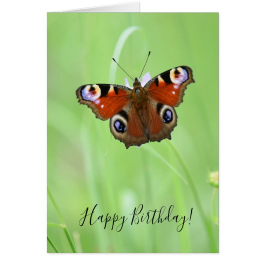 クジャク・バタフライ (正面)