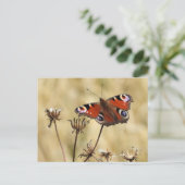 クジャク・バタフライ ポストカード (スタンド正面)