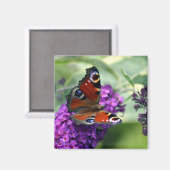 クジャク・バタフライ(Inachis io) マグネット (正面/裏面)