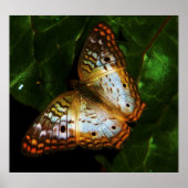 クジャク ポスター (正面)