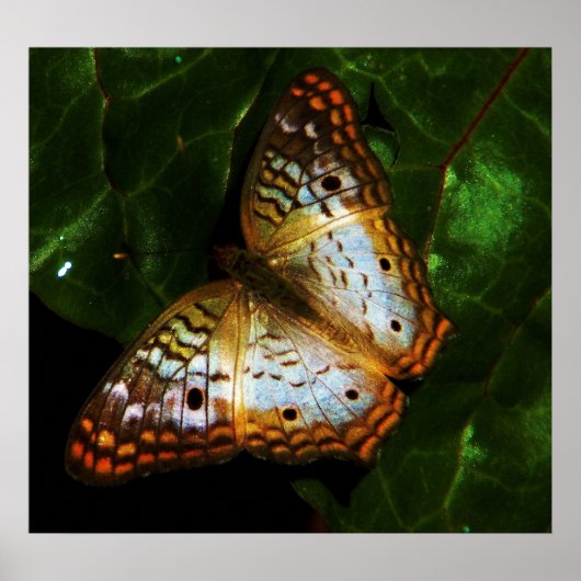 クジャク ポスター (正面)