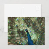 クジャク ポストカード (正面/裏面)