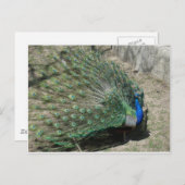 クジャク ポストカード (正面/裏面)