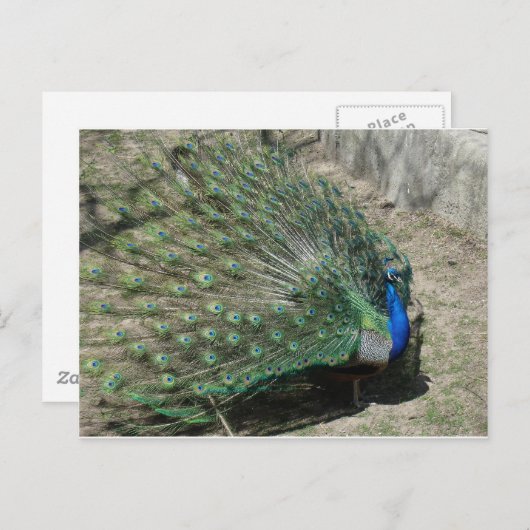 クジャク ポストカード (正面/裏面)