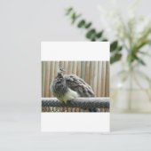 クジャク ポストカード (スタンド正面)