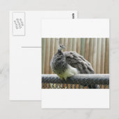 クジャク ポストカード (正面/裏面)