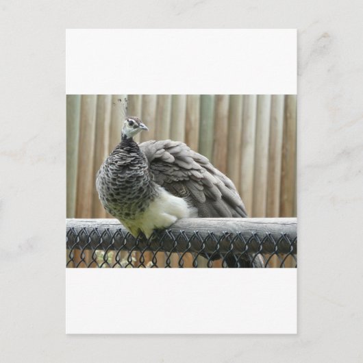 クジャク ポストカード (正面)