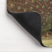 クジャク マウスパッド (コーナー)