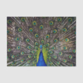 クジャク 薄葉紙 (正面)