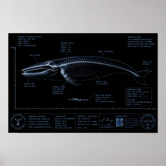 クジラと人間のサイズ比較X線 ポスター (正面)